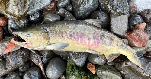 アキアジの釣果