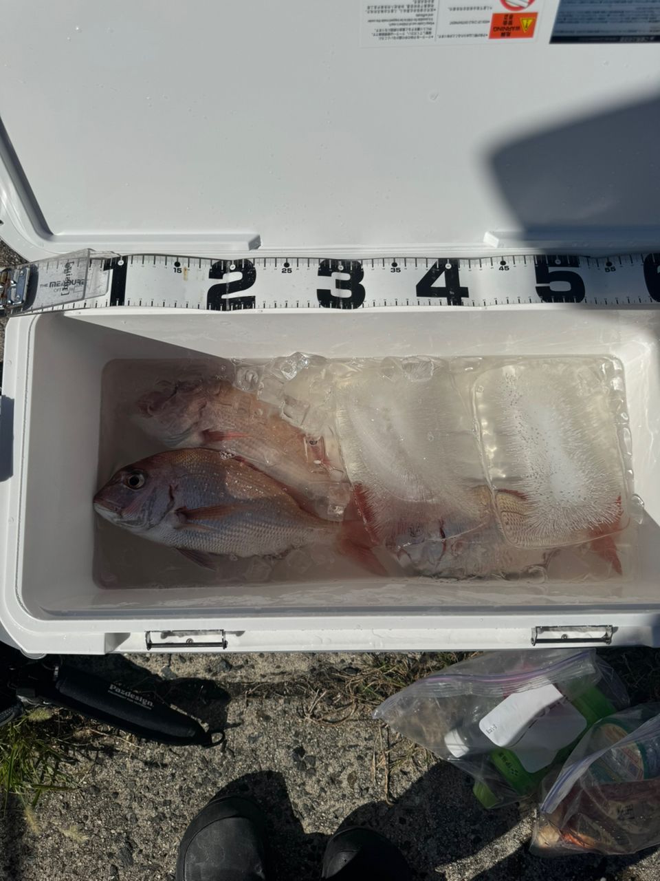 シーフードCLUBさんの釣果 1枚目の画像