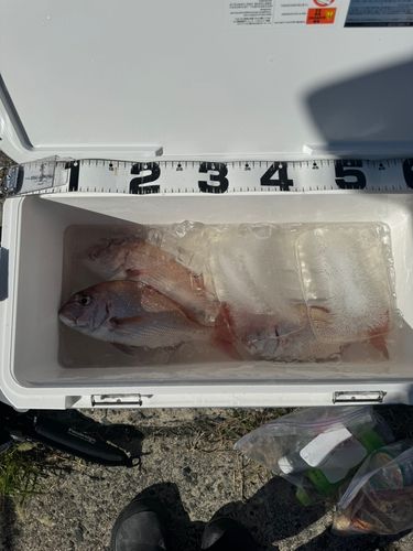 マダイの釣果
