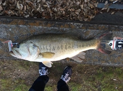 ブラックバスの釣果