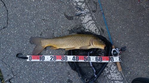 コイの釣果