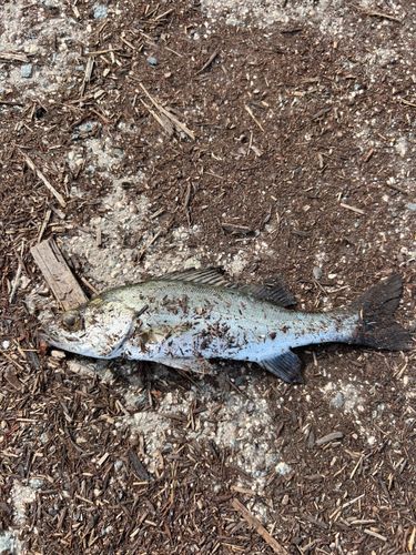 セイゴ（マルスズキ）の釣果