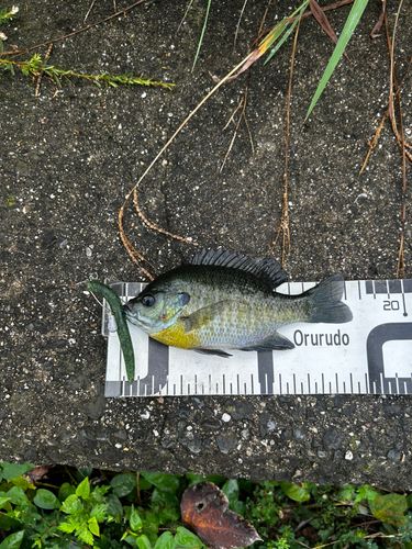 ブルーギルの釣果
