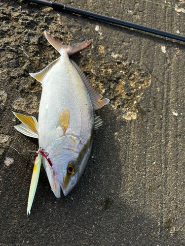 ショゴの釣果