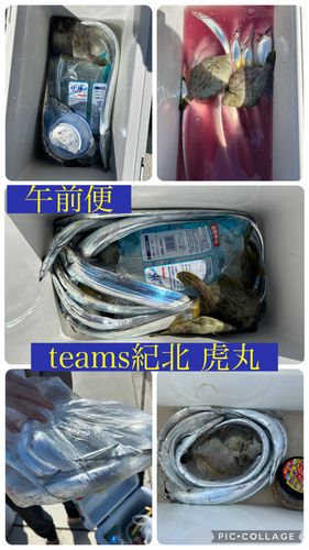 タチウオの釣果