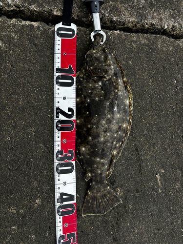 ヒラメの釣果