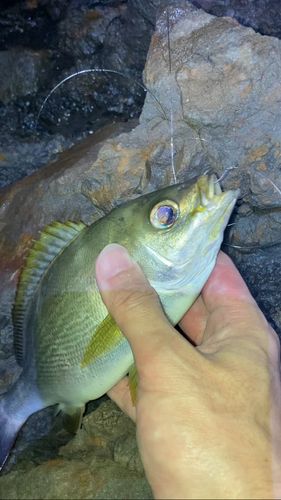 イサキの釣果