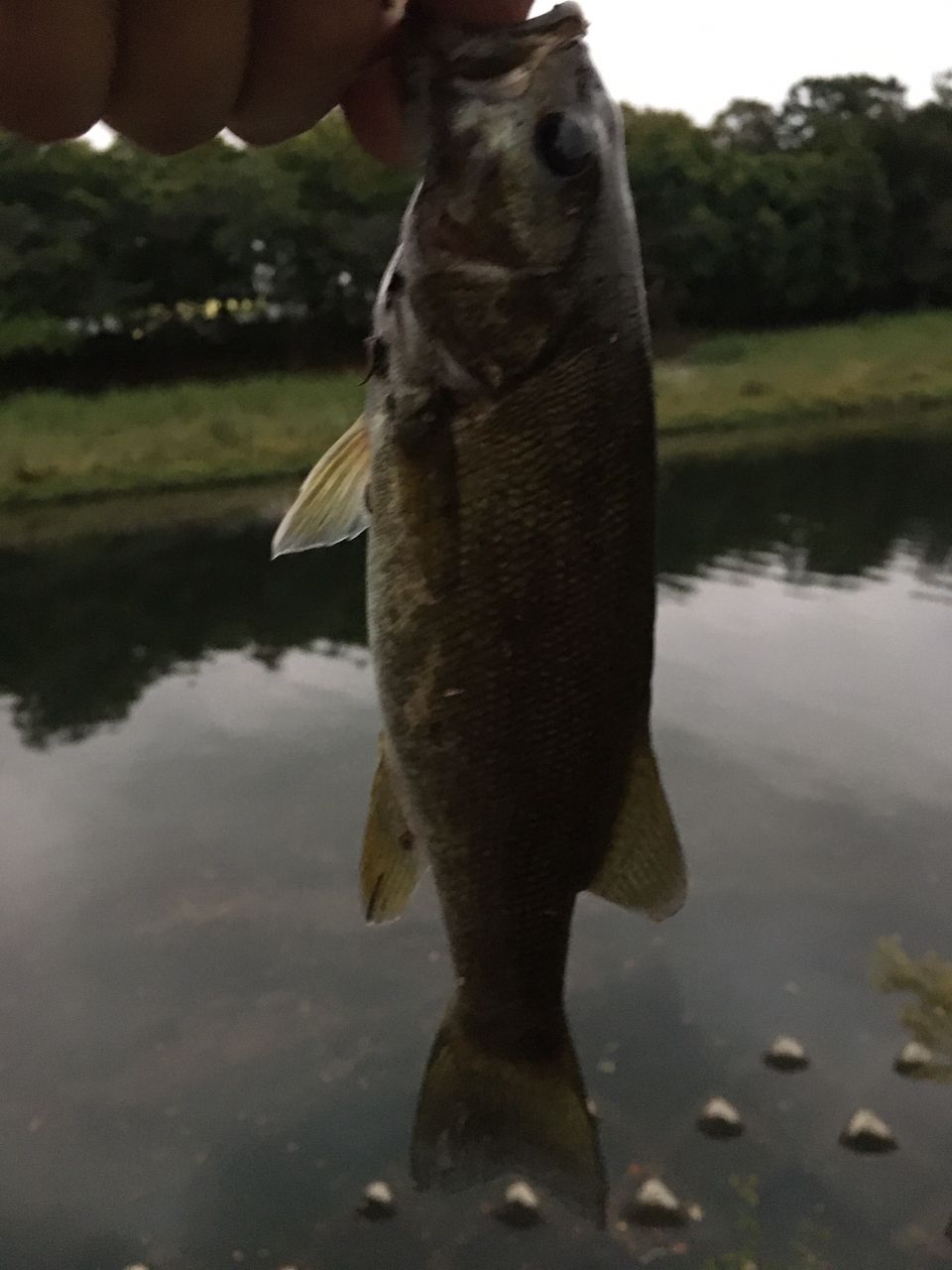 スモールマウスバス