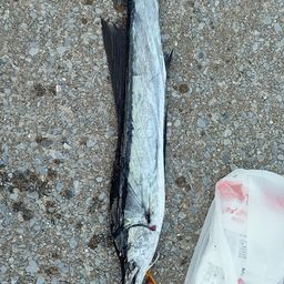 バショウカジキ