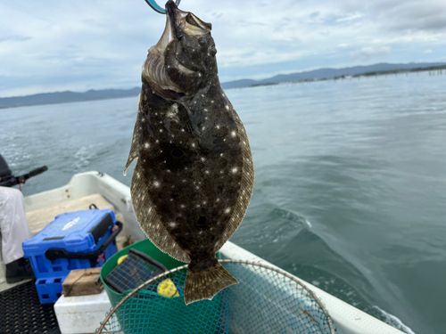 ヒラメの釣果