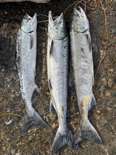 アキアジの釣果