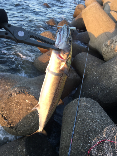 サゴシの釣果