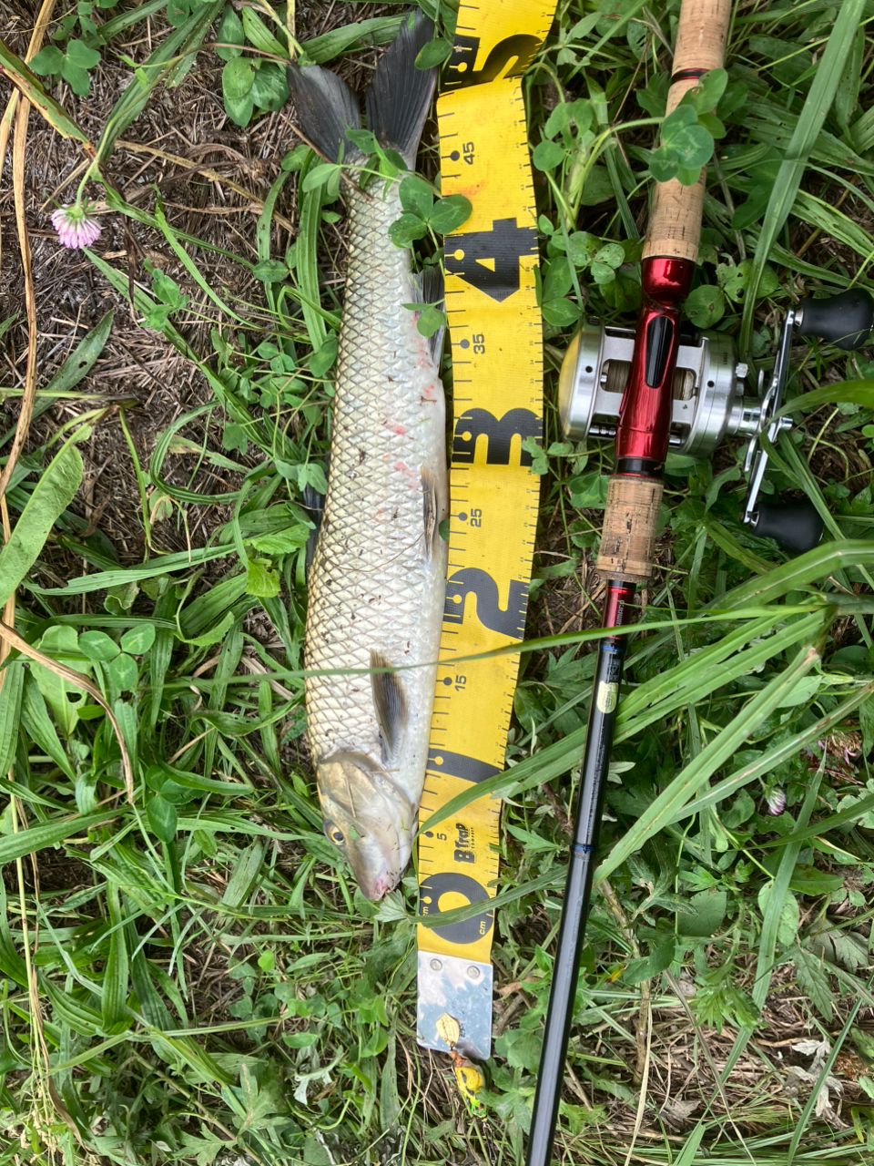 SHIMANO 19スコーピオン 1787RS-2の最安値・インプレ・釣果 | 本音の