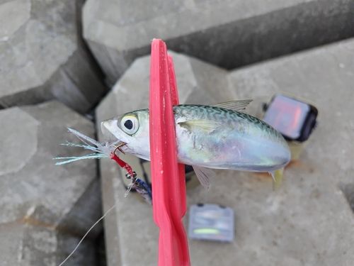 サバの釣果