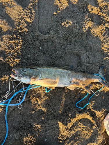 アキアジの釣果