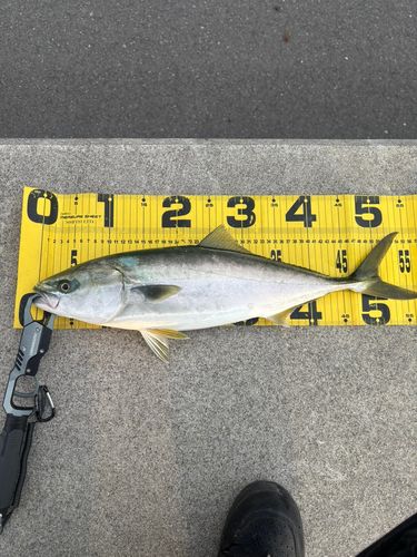 イナダの釣果