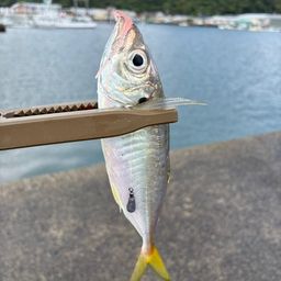 アジ