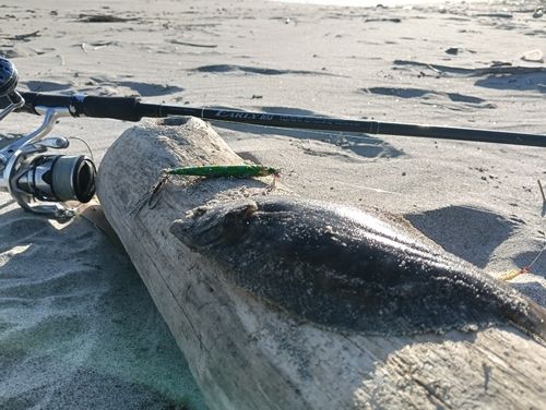 ソゲの釣果