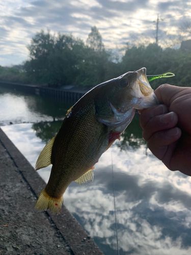 ラージマウスバスの釣果