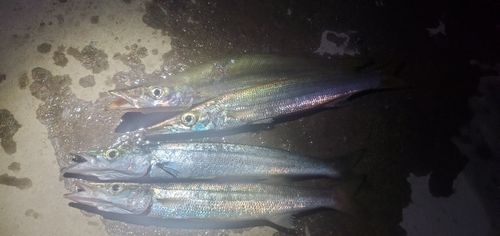 館山湾