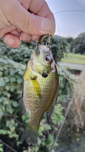 ブルーギルの釣果