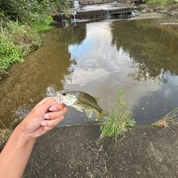 ラージマウスバス