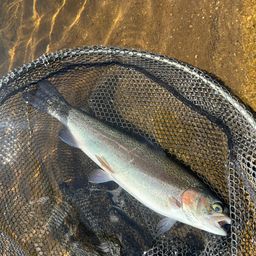 アルビノニジマス