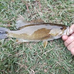 スモールマウスバス