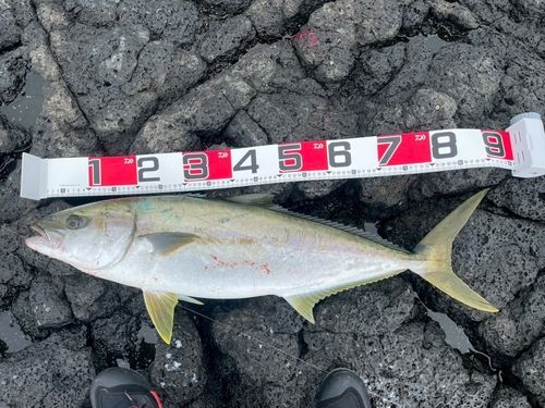 ヒラマサの釣果