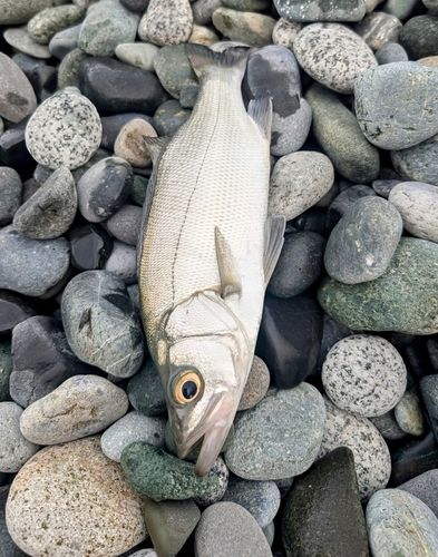 セイゴ（ヒラスズキ）の釣果