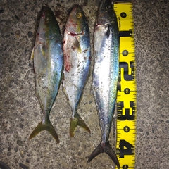 サゴシの釣果