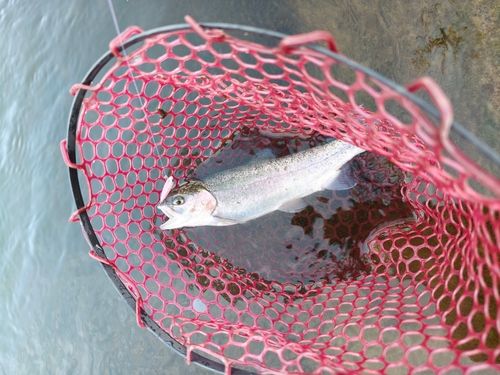 ニジマスの釣果