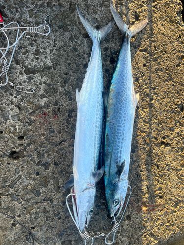 紀伊水道