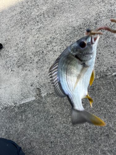 キビレの釣果