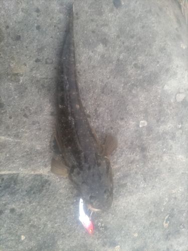 中海