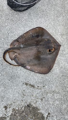 エイの釣果