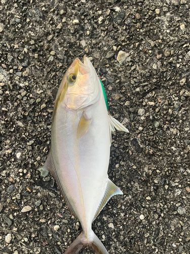 ネイリの釣果
