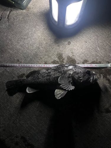 ソイの釣果