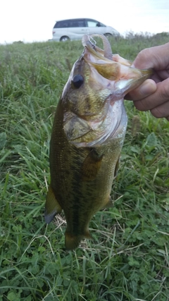 ラージマウスバスの釣果