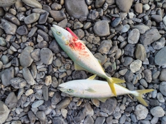 ワカシの釣果