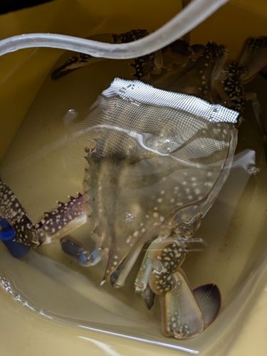 ワタリガニの釣果