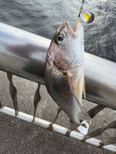 イシモチの釣果