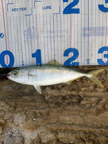 ツバスの釣果