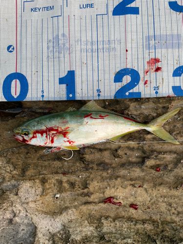 ツバスの釣果
