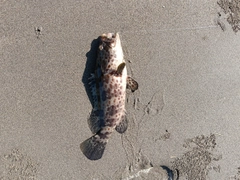 チャイロマルハタの釣果