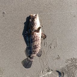 チャイロマルハタ