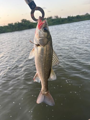 セイゴ（マルスズキ）の釣果