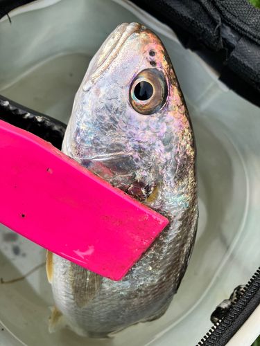 イシモチの釣果