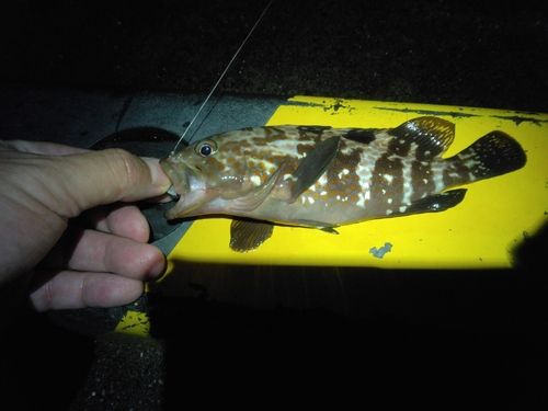 キジハタの釣果