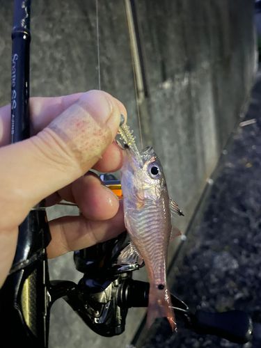 ネンブツダイの釣果